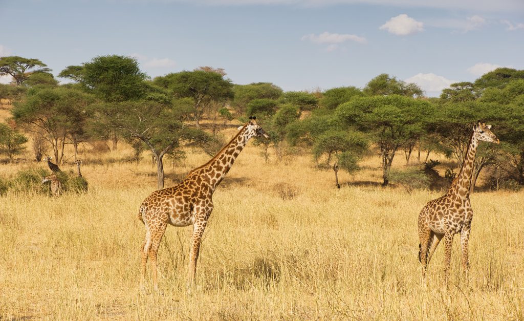 sejour famille girafes 1024x627