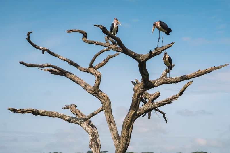 Safari photo au lac Manyara, le paradis des ornithologues