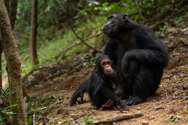 Safari photo dans le parc national de Gombe