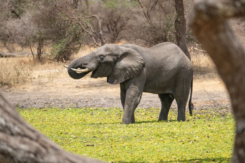 Safari photo dans le parc national du Tarangire, le paradis des éléphants