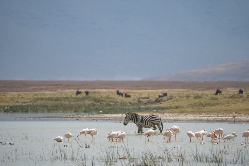 Safari photo dans le cratère du Ngorongoro pour observer une concentration d’animaux