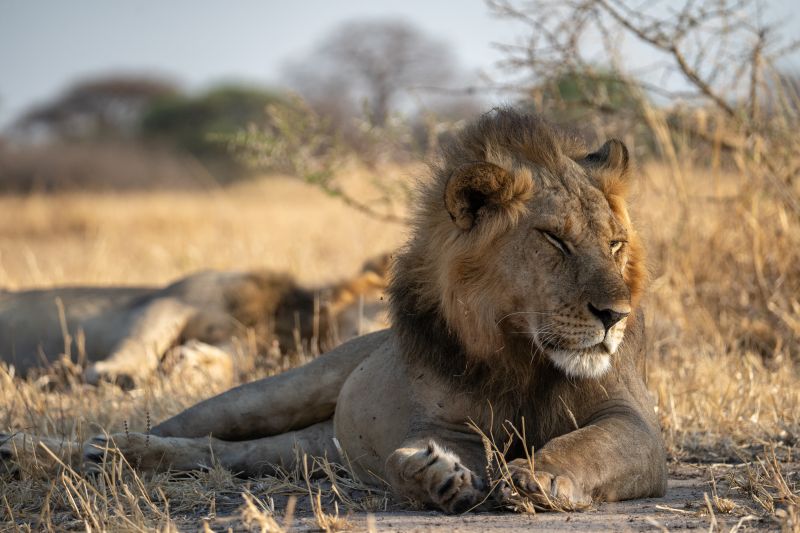 Interview exclusive de Jules Bloseur, photographe passionné par la Tanzanie et ayant réalisé plus d’une vingtaine de safari.