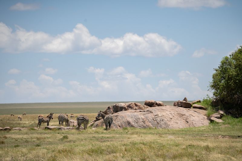 Safari photo dans Le Serengeti, le parc mythique de la Tanzanie