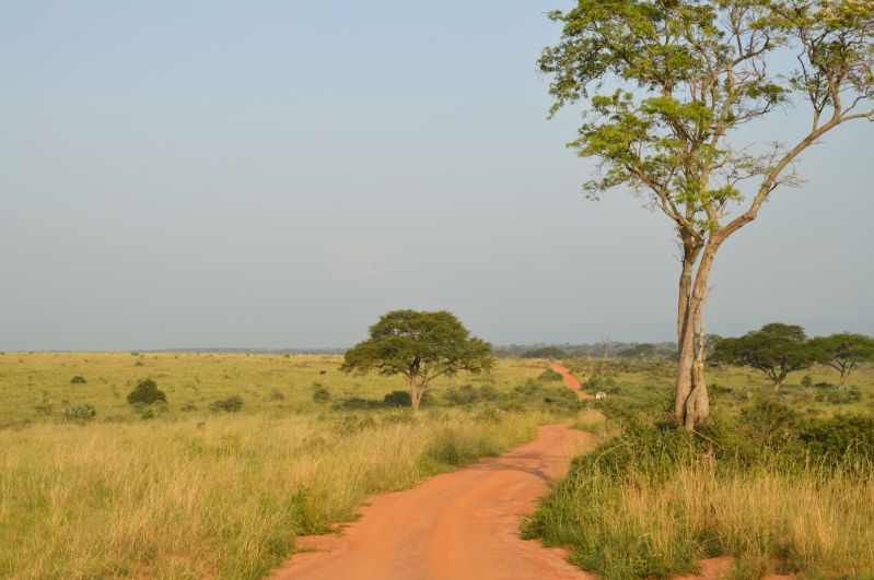 Le prix de votre safari en Ouganda