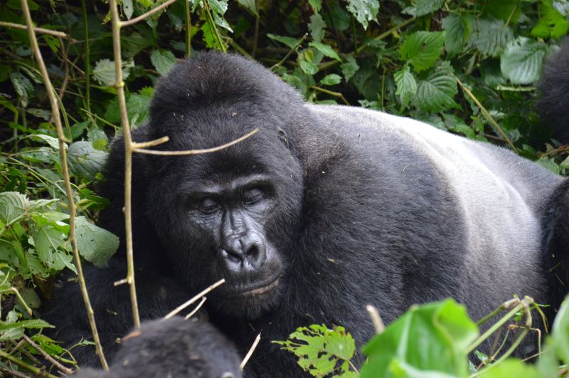 Qu'est ce qui est inclus ou non dans mon safari en Ouganda ?