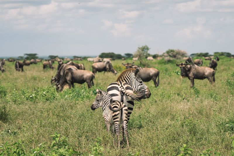 Les meilleurs spots pour un safari photo en Tanzanie