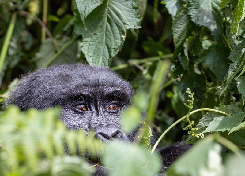 Pourquoi choisir l’Ouganda pour un voyage de noces ? 