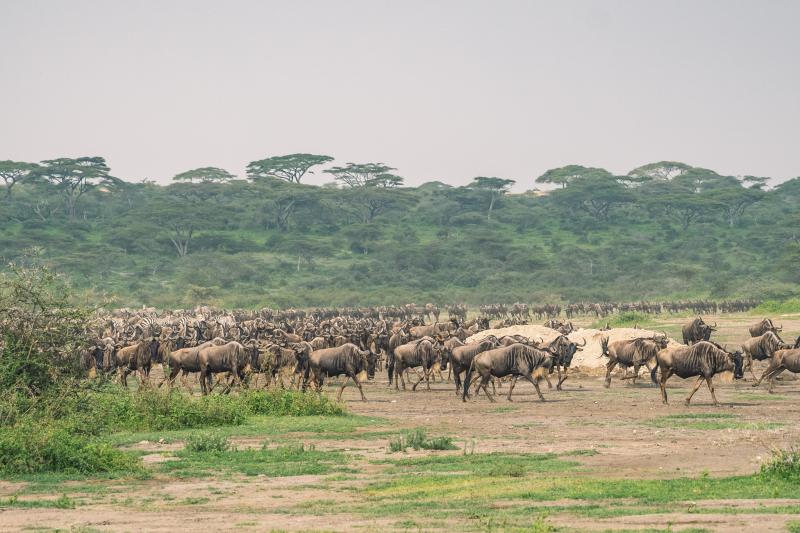 Ndutu, au cœur de la grande migration 