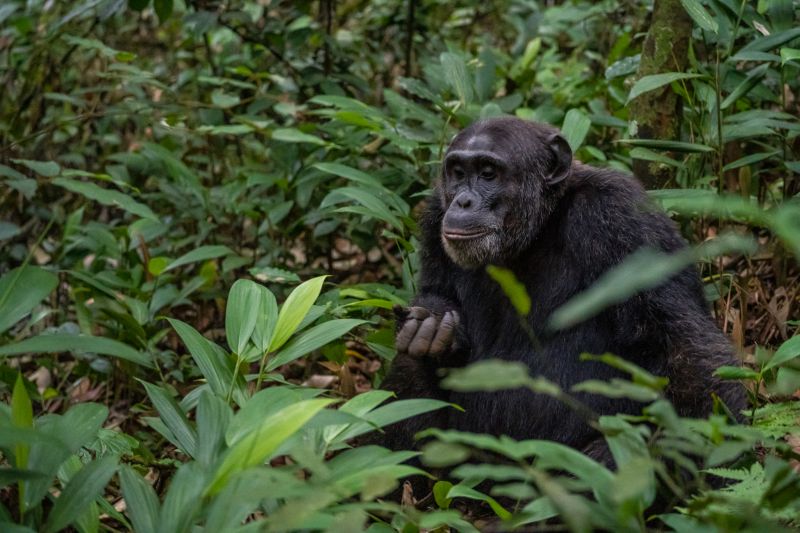 Observer les chimpanzés dans les Gorges de Kyambura