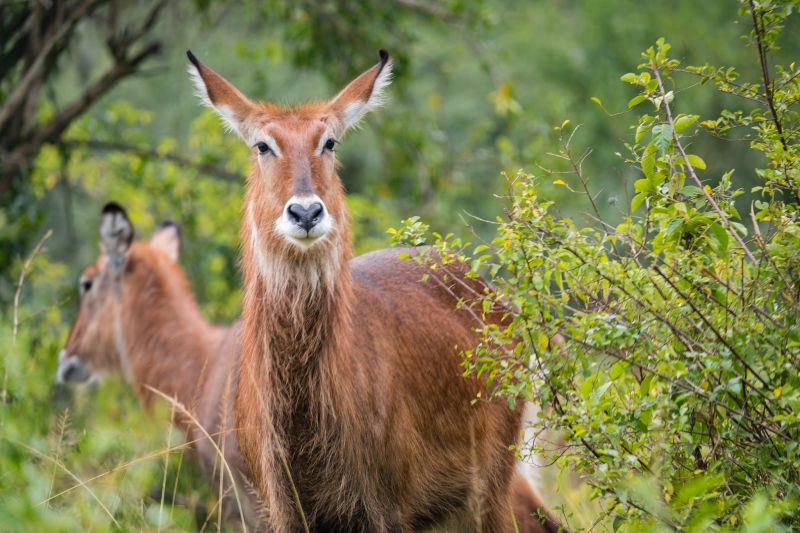 Quels sont les animaux que l’on peut observer ? 