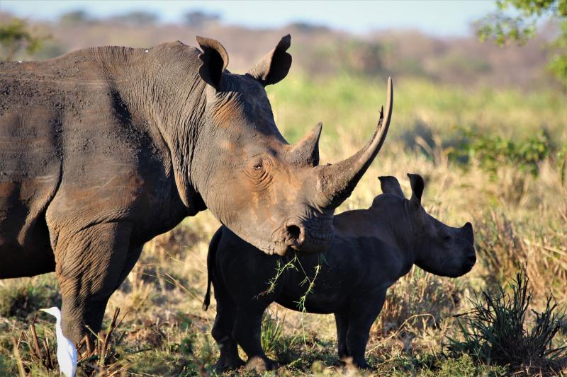 Parc National de Meru 