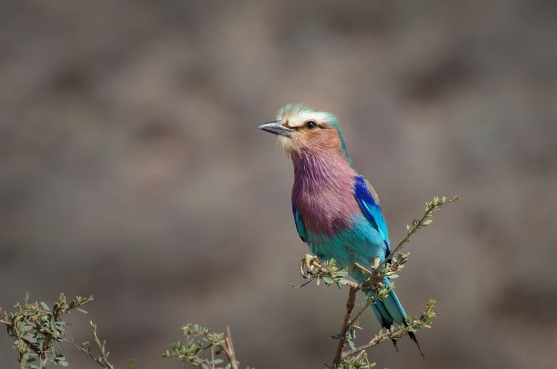 Une biodiversité unique