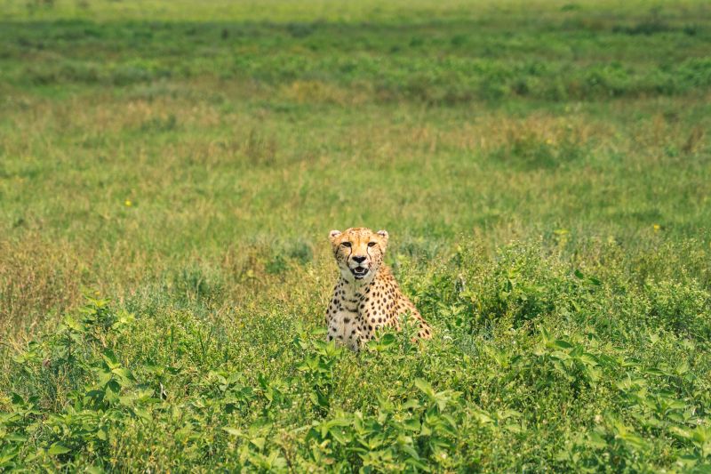 Explorer le Ndutu à d’autres saisons, pourquoi ? 