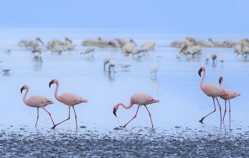 Vivre un safari dans le parc national du lac Manyara