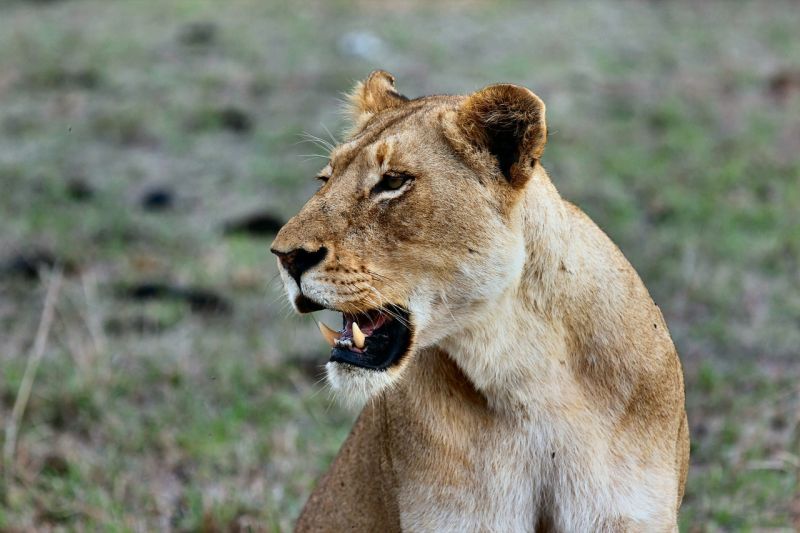 Quels animaux observer au Parc de Meru ? 