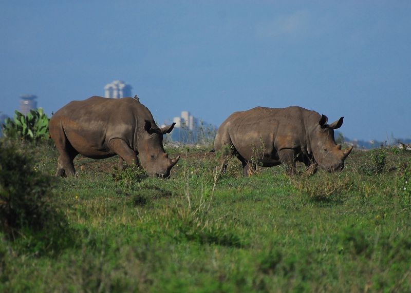 Quels animaux observer dans le parc de Nairobi ?